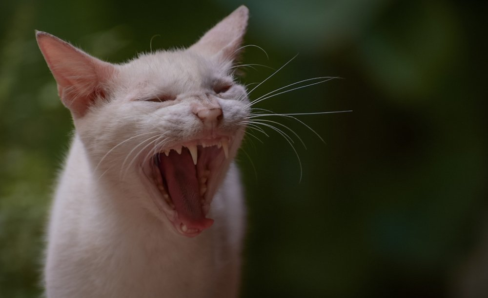 Фотография автора abhilash a k