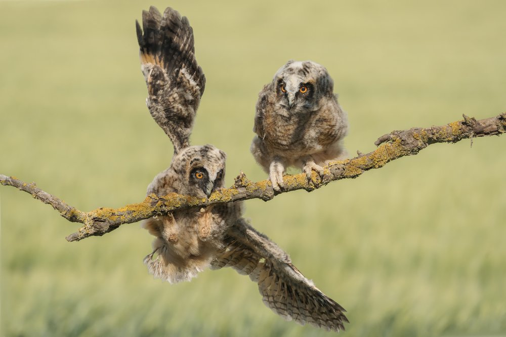 Совята учаться летать.