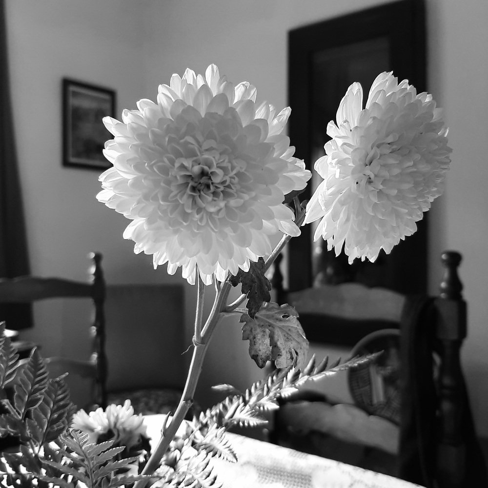 Photo #4703448
