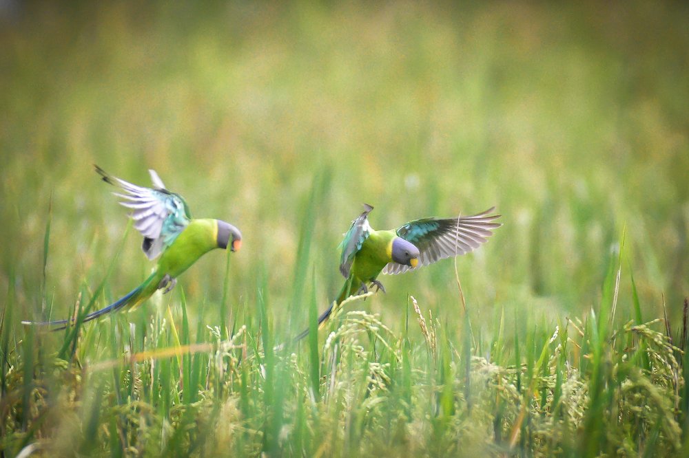 Photograph by Sarang Cheriya kottiyath