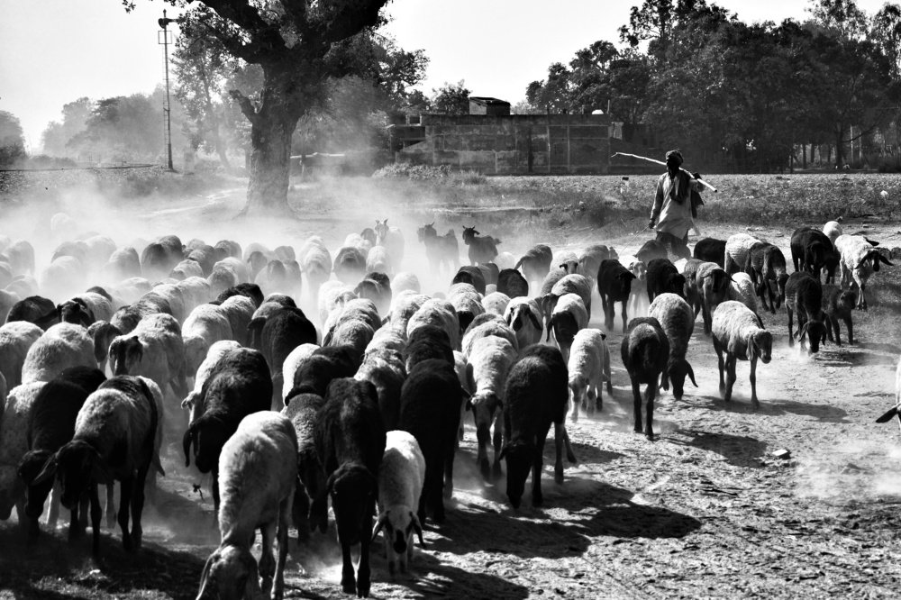 Shepherd and the sheeps.