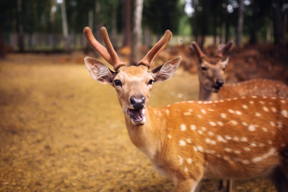 Photograph by Алёна Костюковец