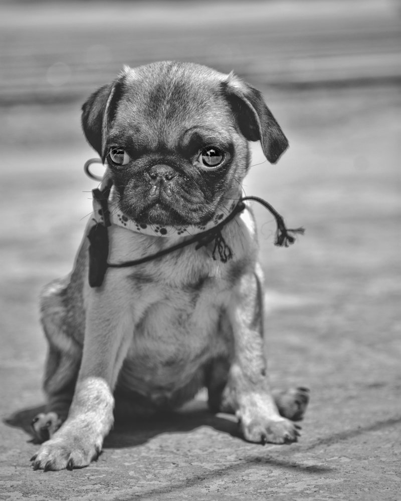 Pug