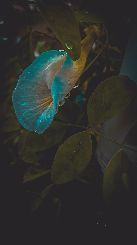 Photograph by Shruti Singh