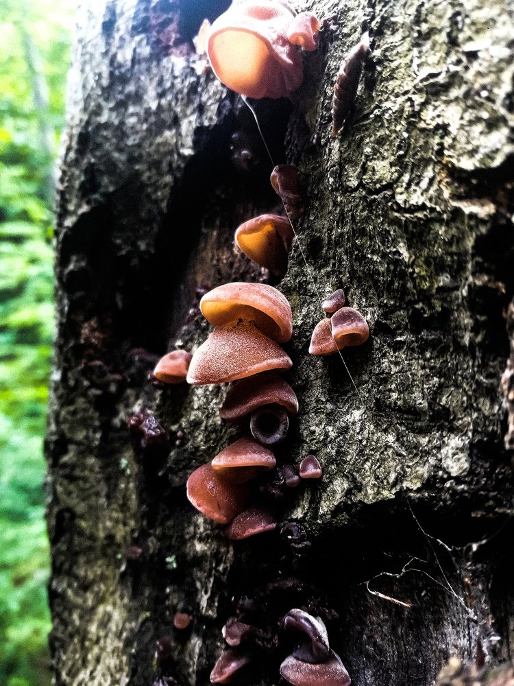 Auricularia auricula-judae