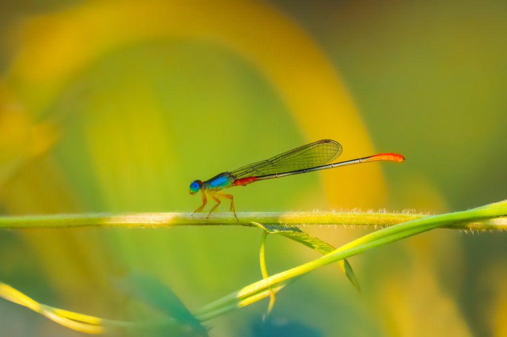Colourful dragonfly