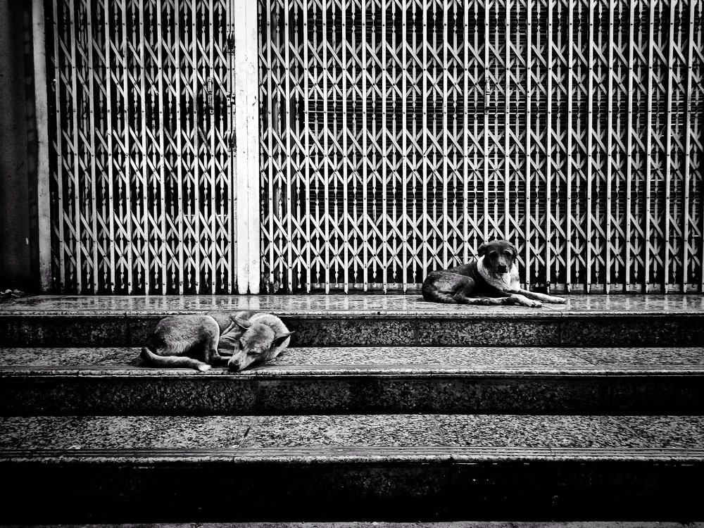 Dogs of Myanmar