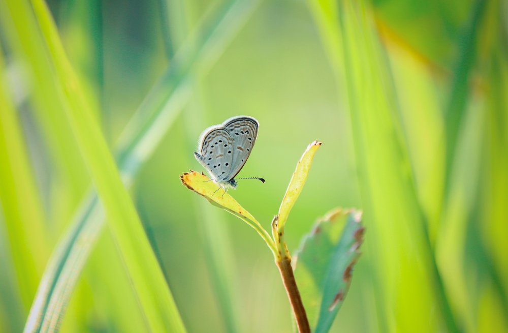 A little butterfly with Natural beauty