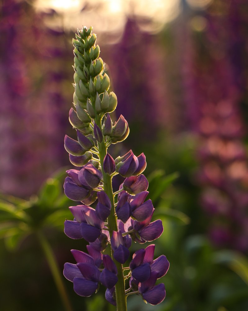 Люпин на закате