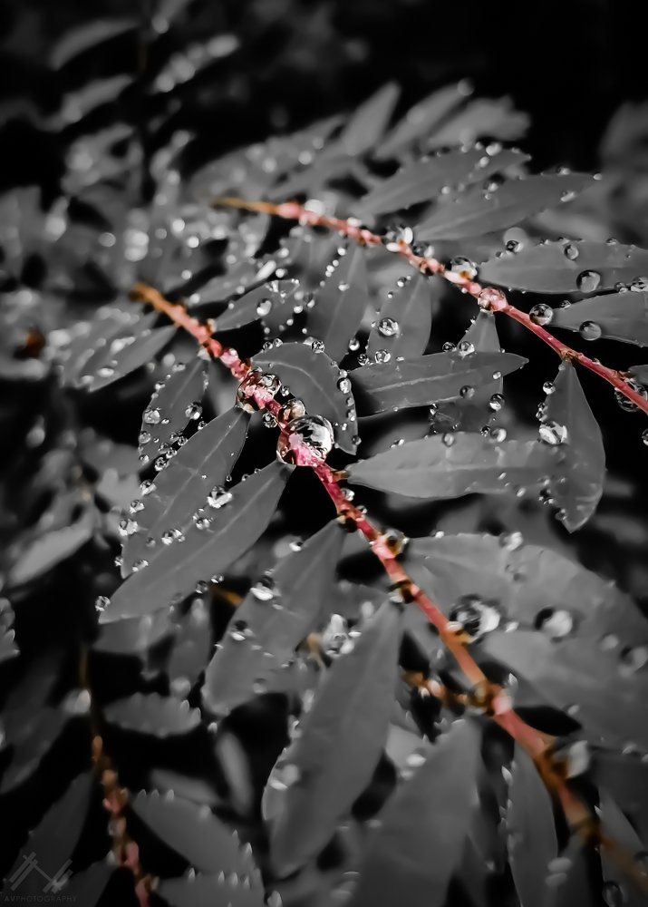 Dew Drops