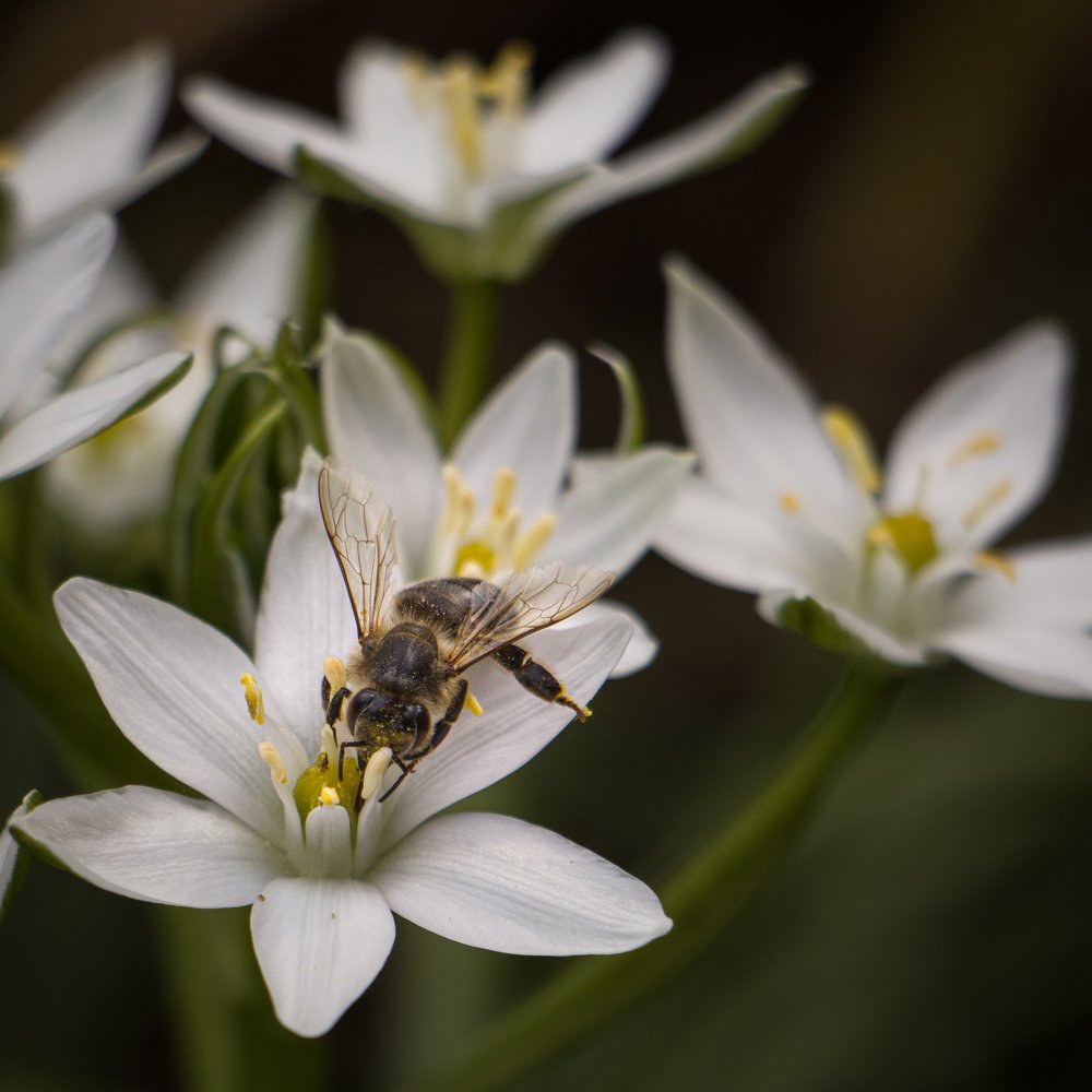 Dancing at Ornithógalum