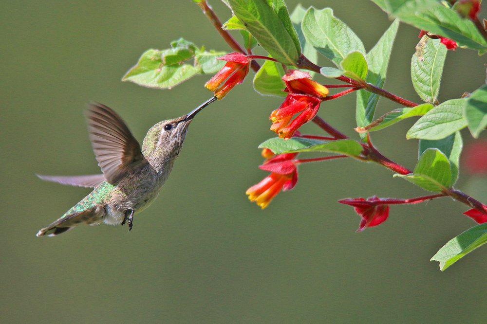 Hummingbird