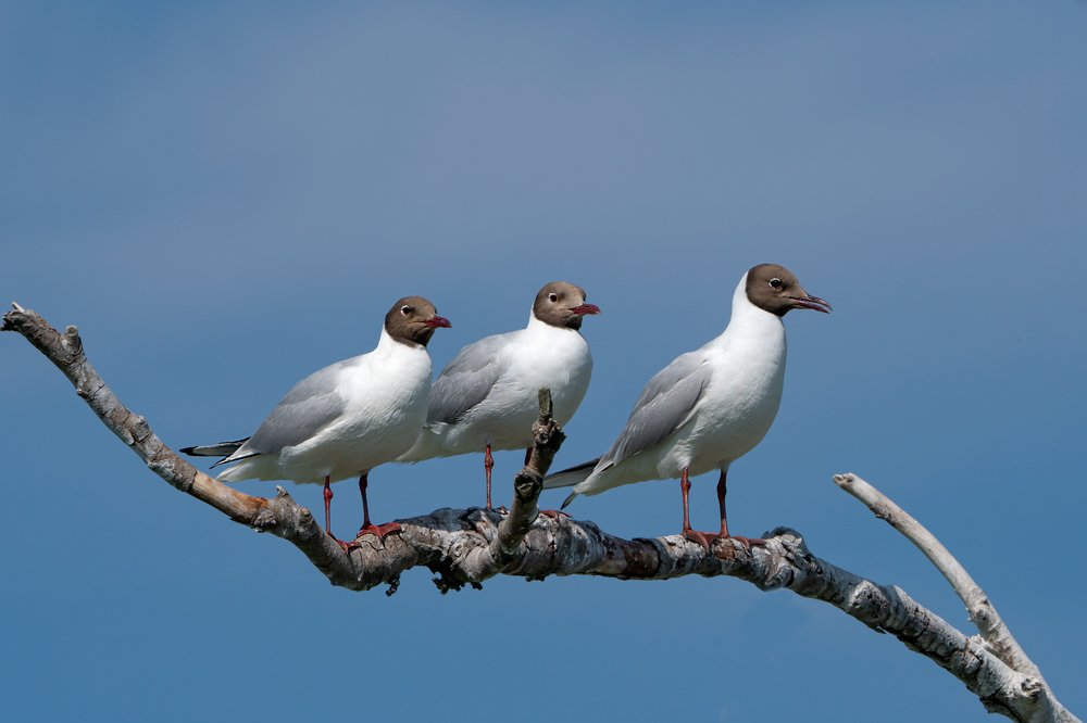 Photograph by Viktor Makarov
