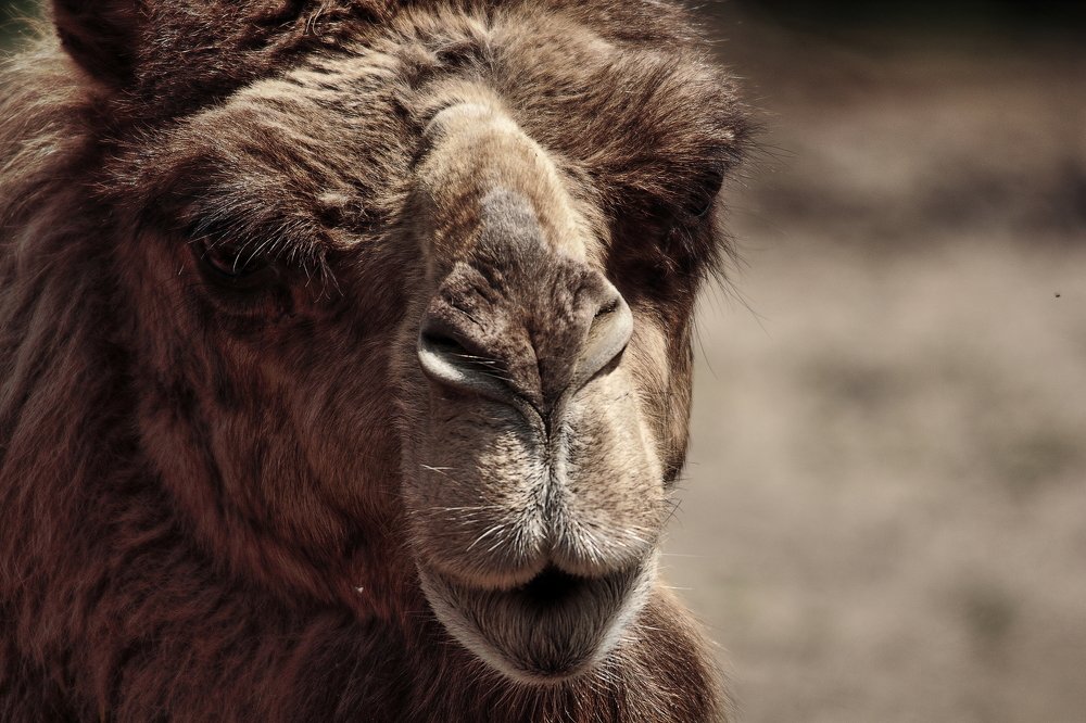 Photograph by Przemyslaw Wlodkowski