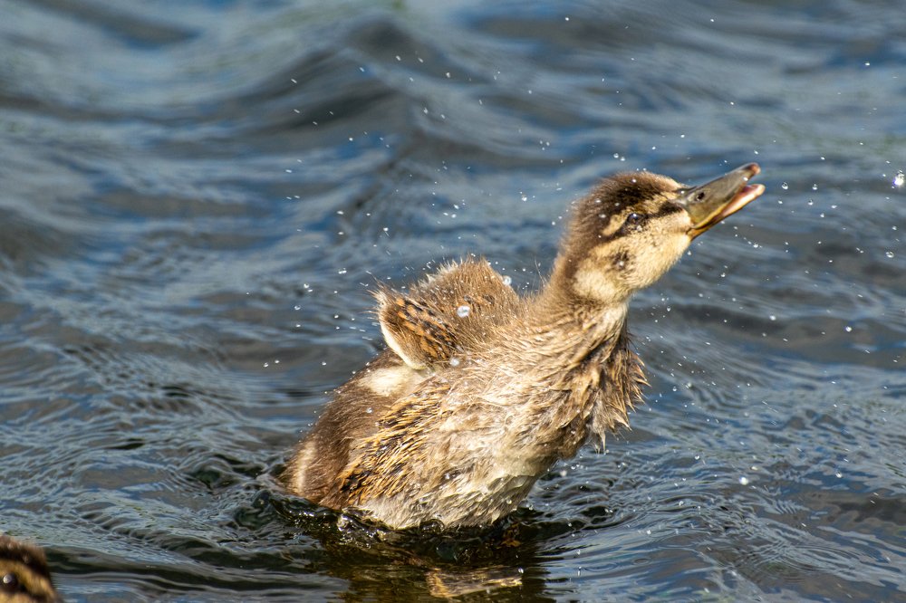 Photograph by Илья Тильман