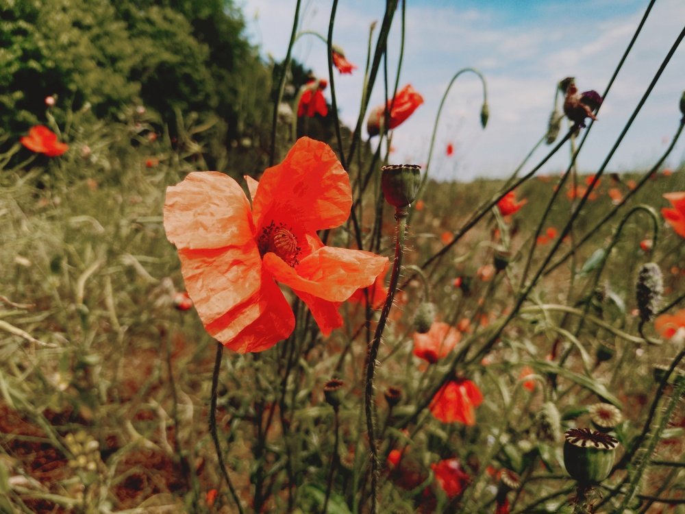 Photograph by Юрий Карач