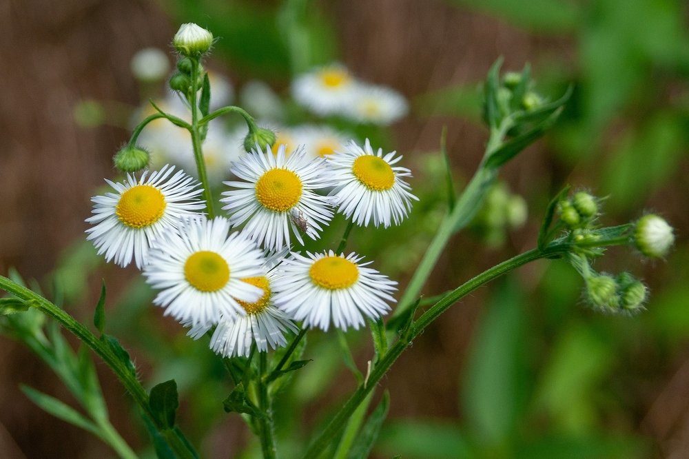 Маргаритки