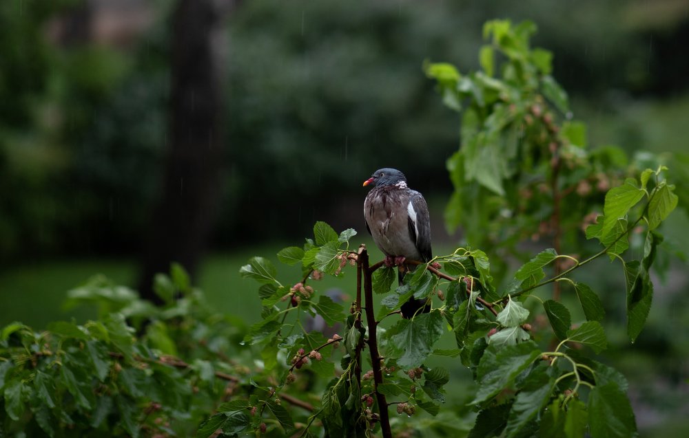 Photograph by Maria Rzeszotarska