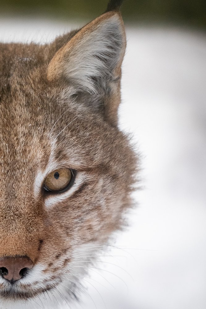 Фотография автора Дмитрий Эбингер