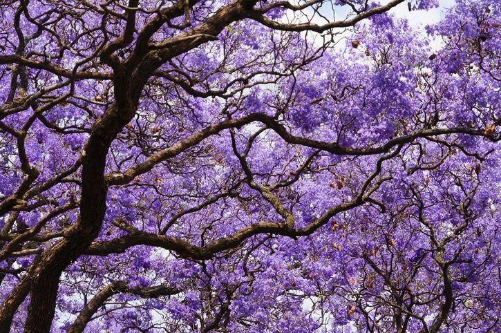 Jacaranda tree