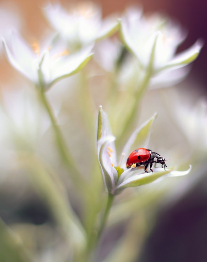 Photograph by Elena Andreeva