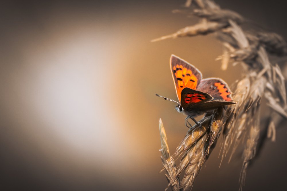 Photograph by Stipica Vrbat