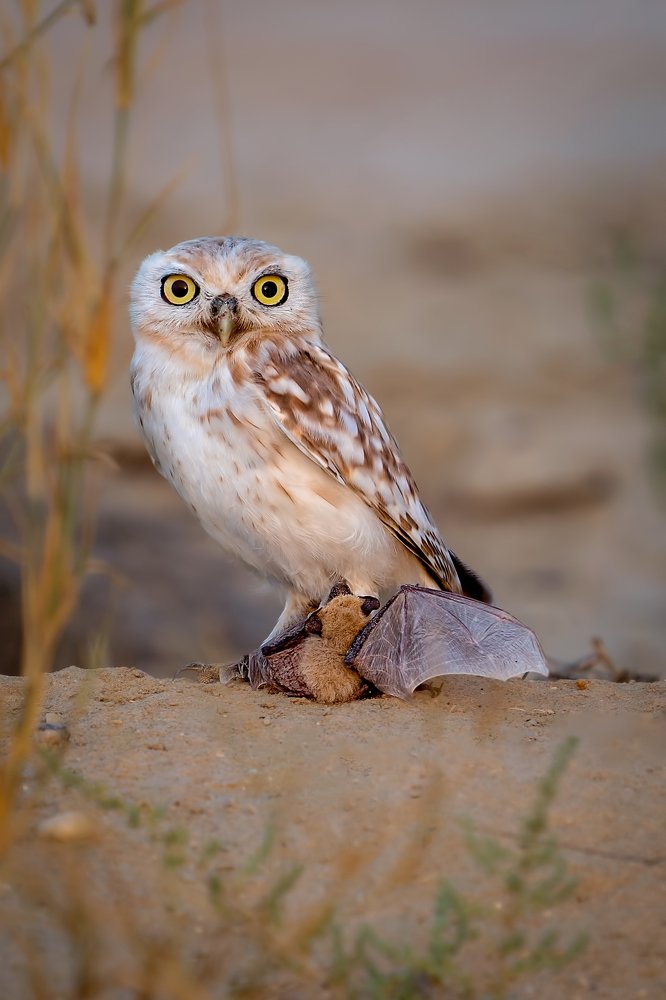 Photograph by Zaheer Abdul rahman