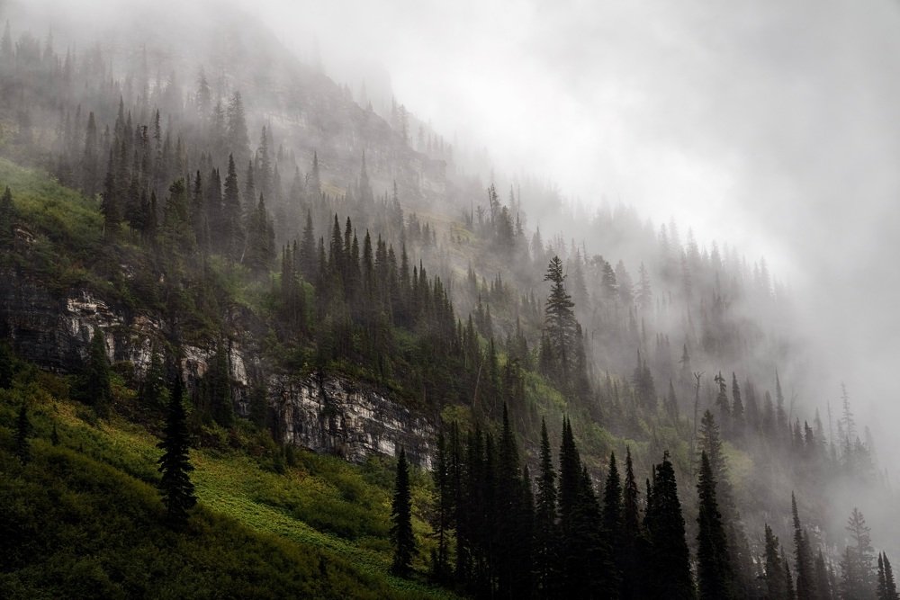 Fog forms in the trees after a heavy rain
