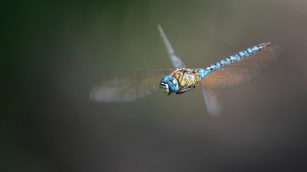 Photograph by Stipica Vrbat