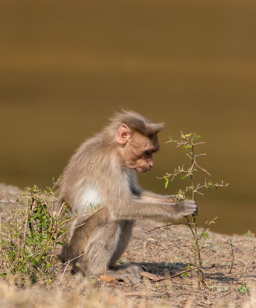 Photograph by Rageesh Thottathi