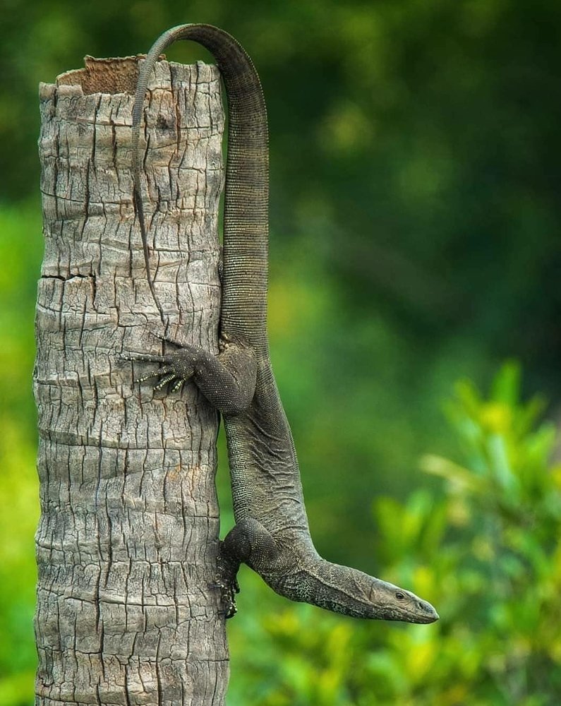 Indian monitor lizzard