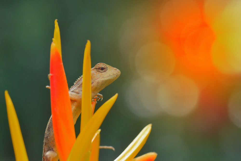 Photograph by ujang wahyudin