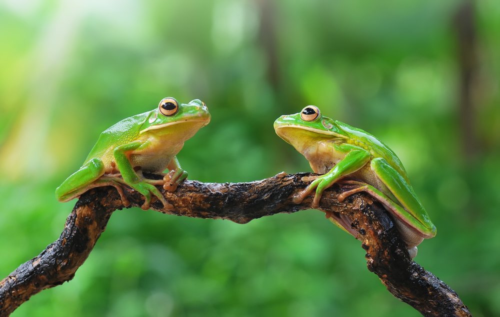 Photograph by ujang wahyudin