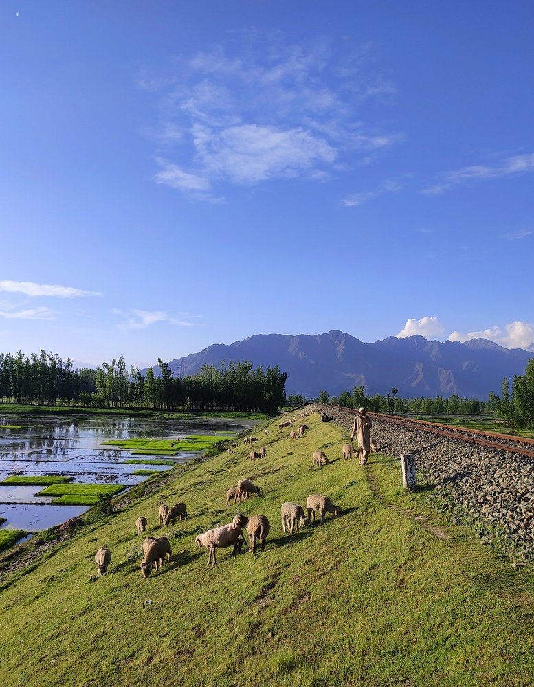 Photograph by  TAWHEED NAZIR BHAT