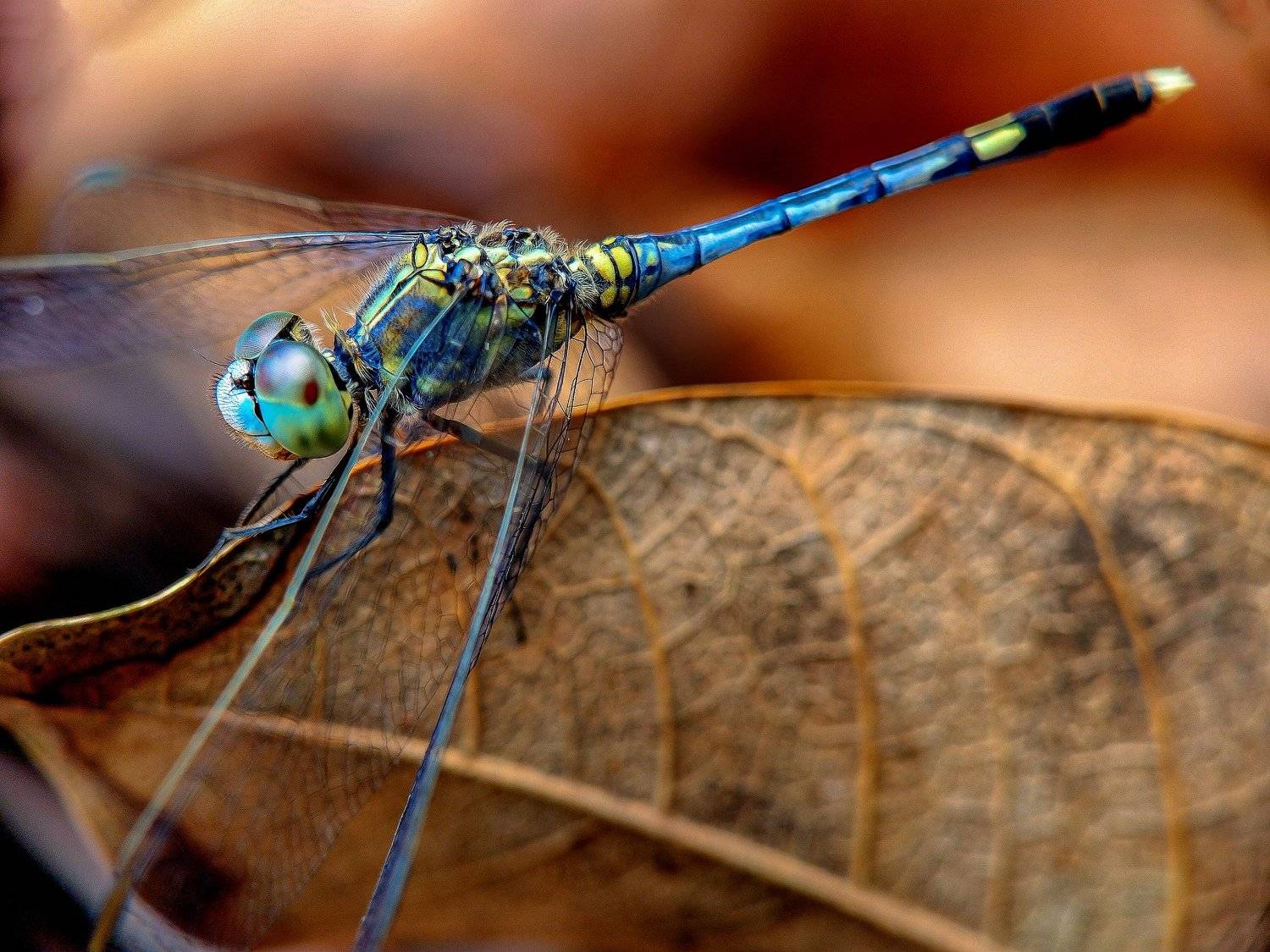 Wild Beauty