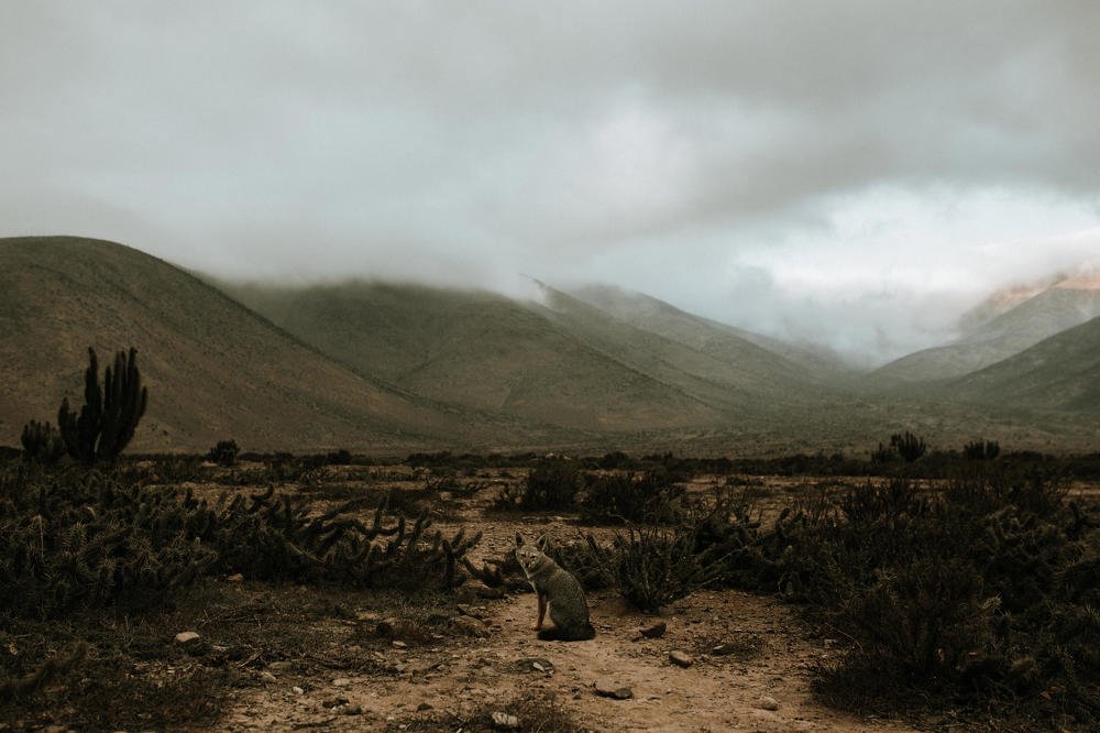The Fox And The Mountains