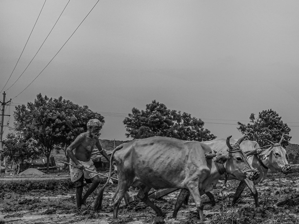 Saviour of Our Nation- FARMER