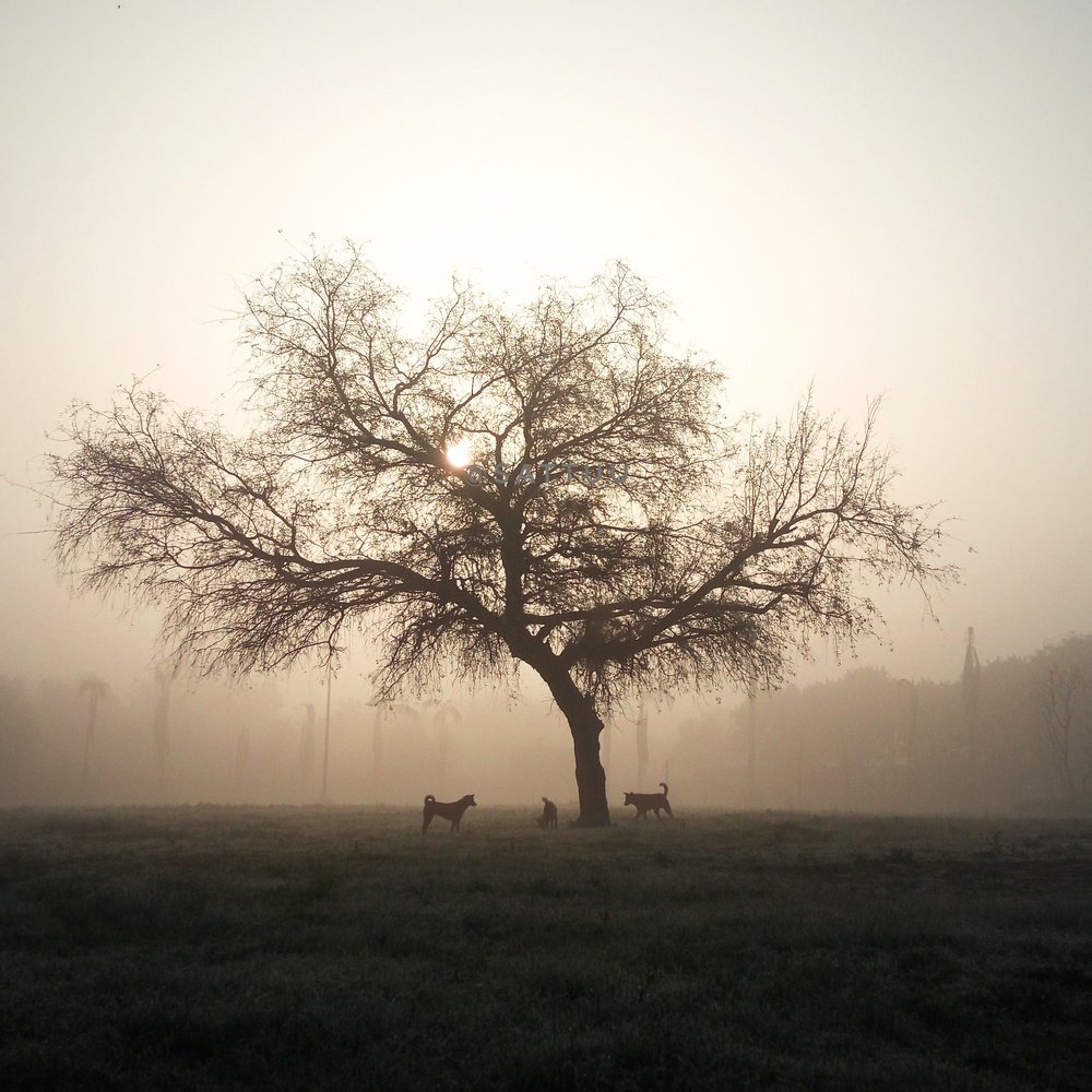 Photograph by Satyam