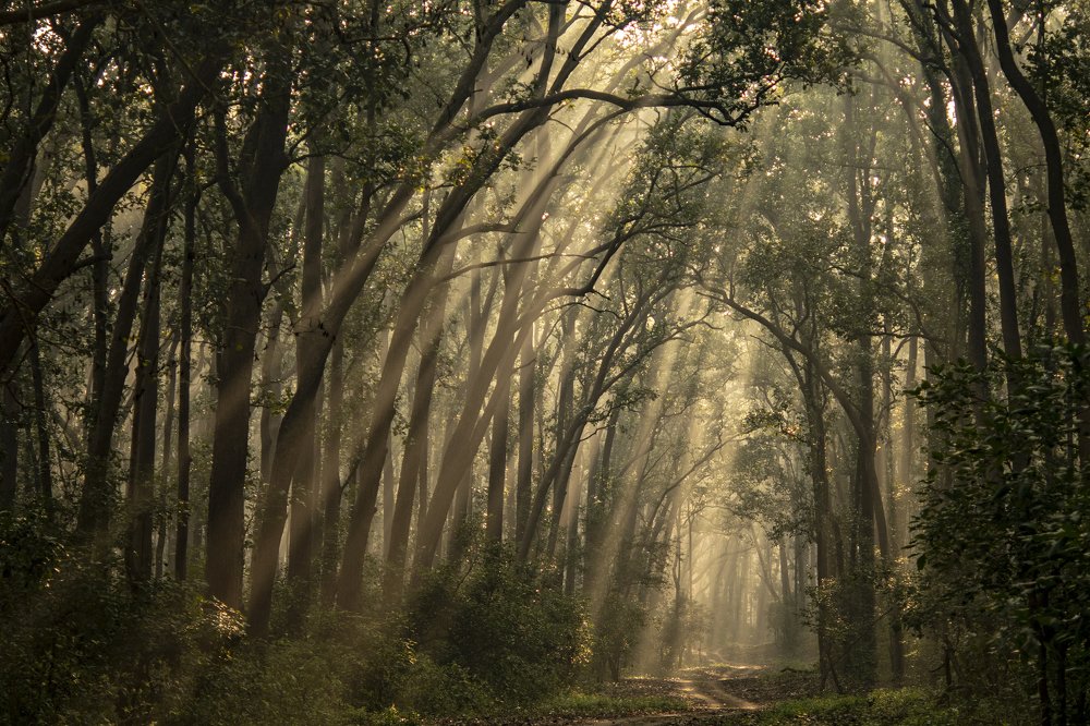 “Ô, Sunlight! The most precious gold to be found on Earth.”