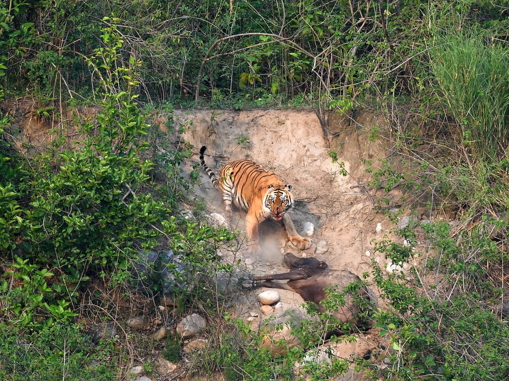 The poser of the wild beauty