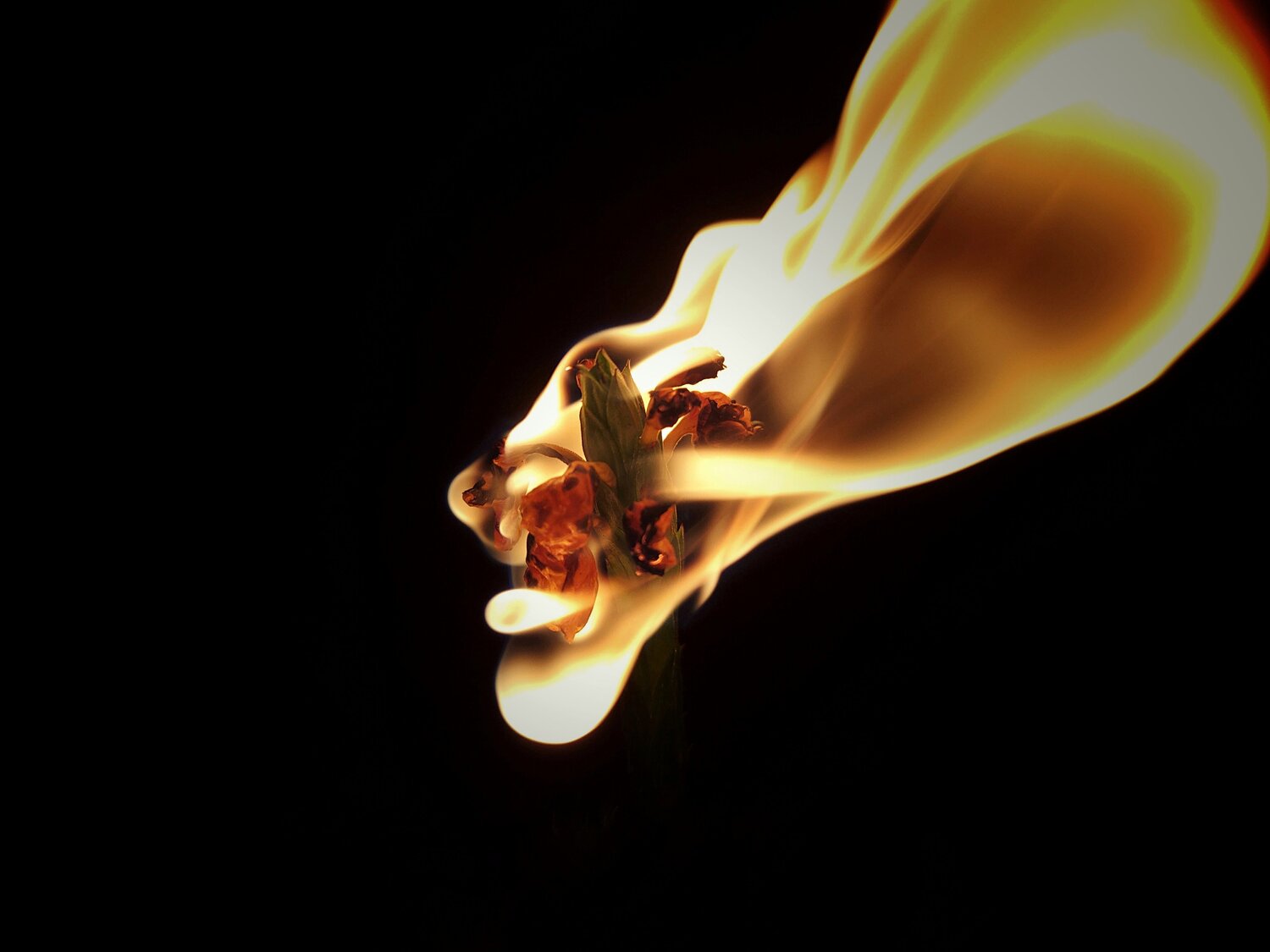 Photo #4706295