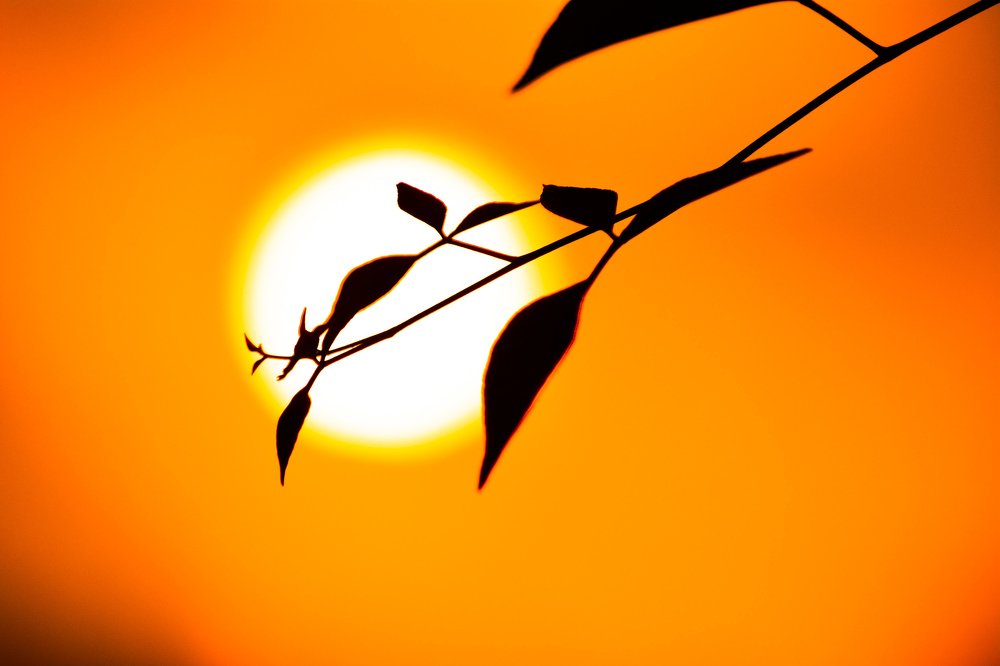 Photograph by Navya Ajith