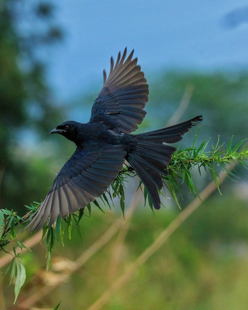 Photograph by Sumit Singh