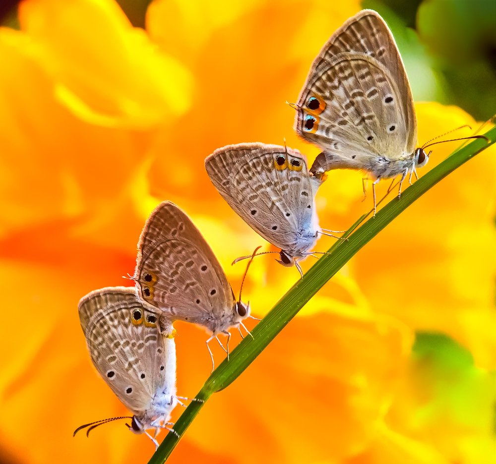 Photograph by Abhishek Manna