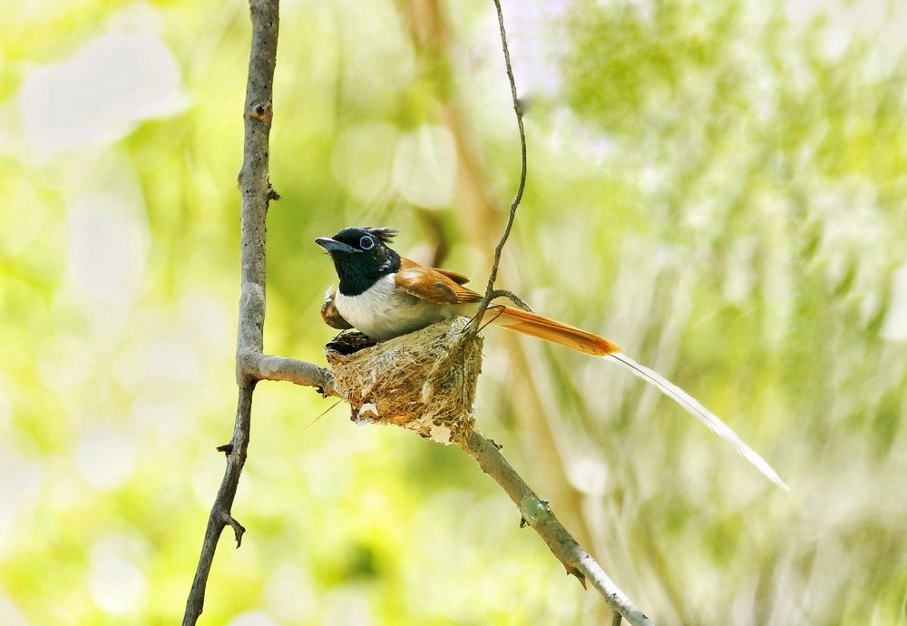 Blyth’s Paradise Flycatcher ( Male)