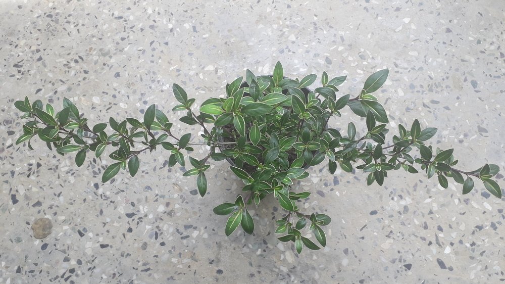 Flower plant