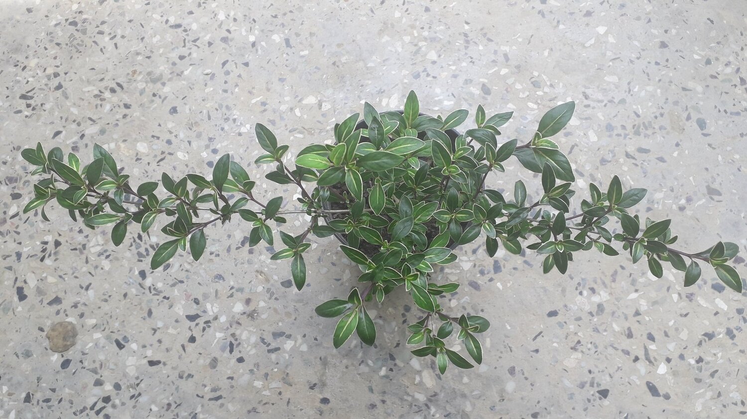 Flower plant