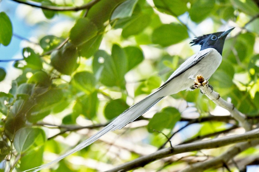 A Watchdog to The Nest