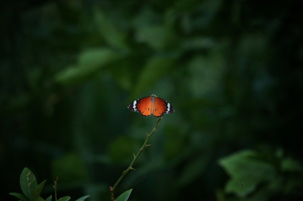 Photograph by Sumit Singh