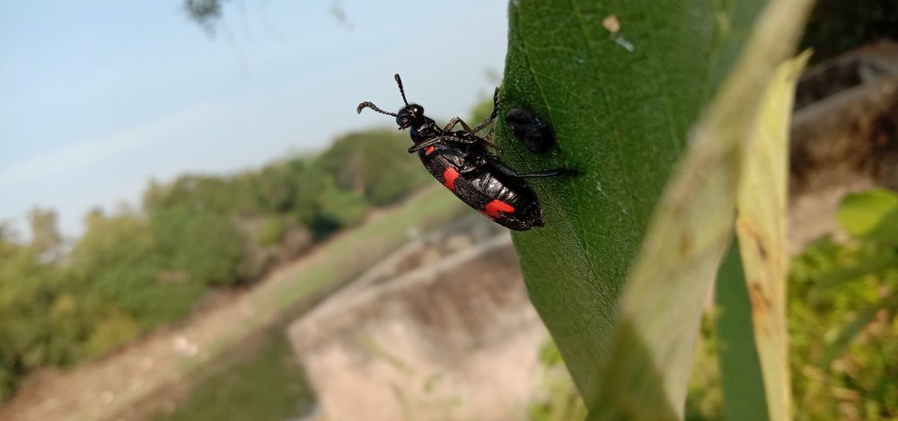 Macro
